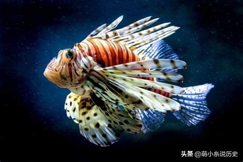 好看的魚